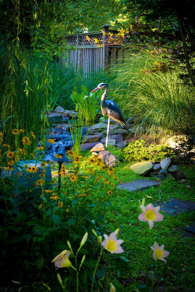 A heron stands by a small waterfall amidst lush greenery with flowers and a fence in the background, creating a tranquil garden scene.